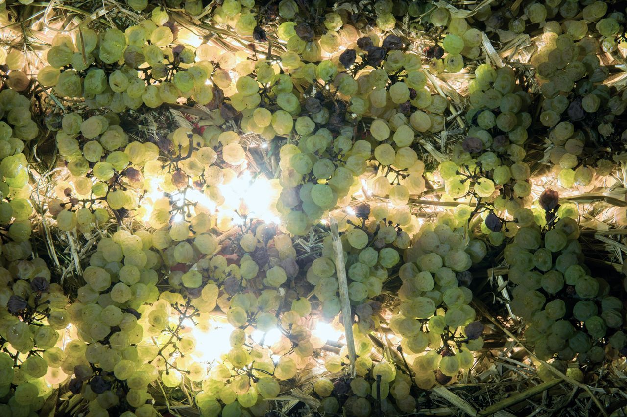 Vignoble Technique Vin de paille VDP-0005